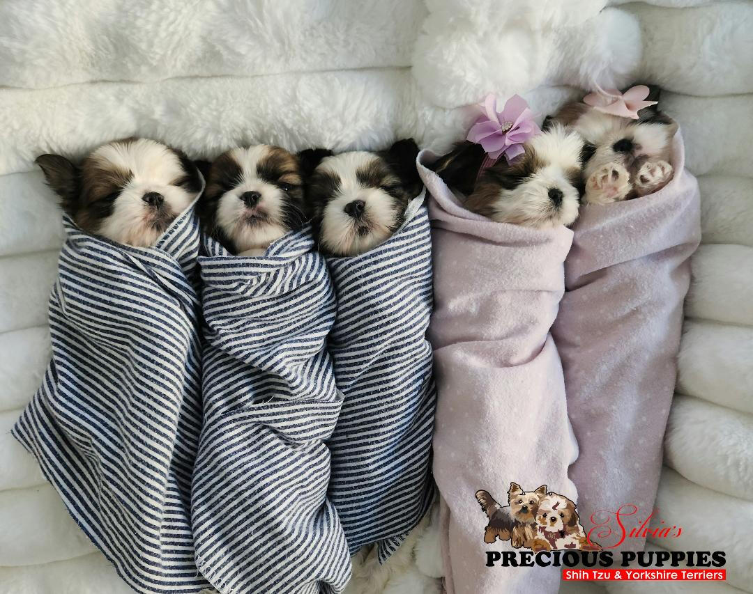 Current Litter All Adopted