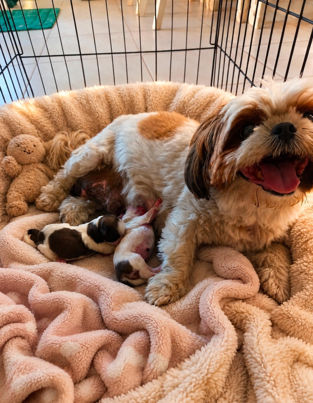 Current Litter All Adopted