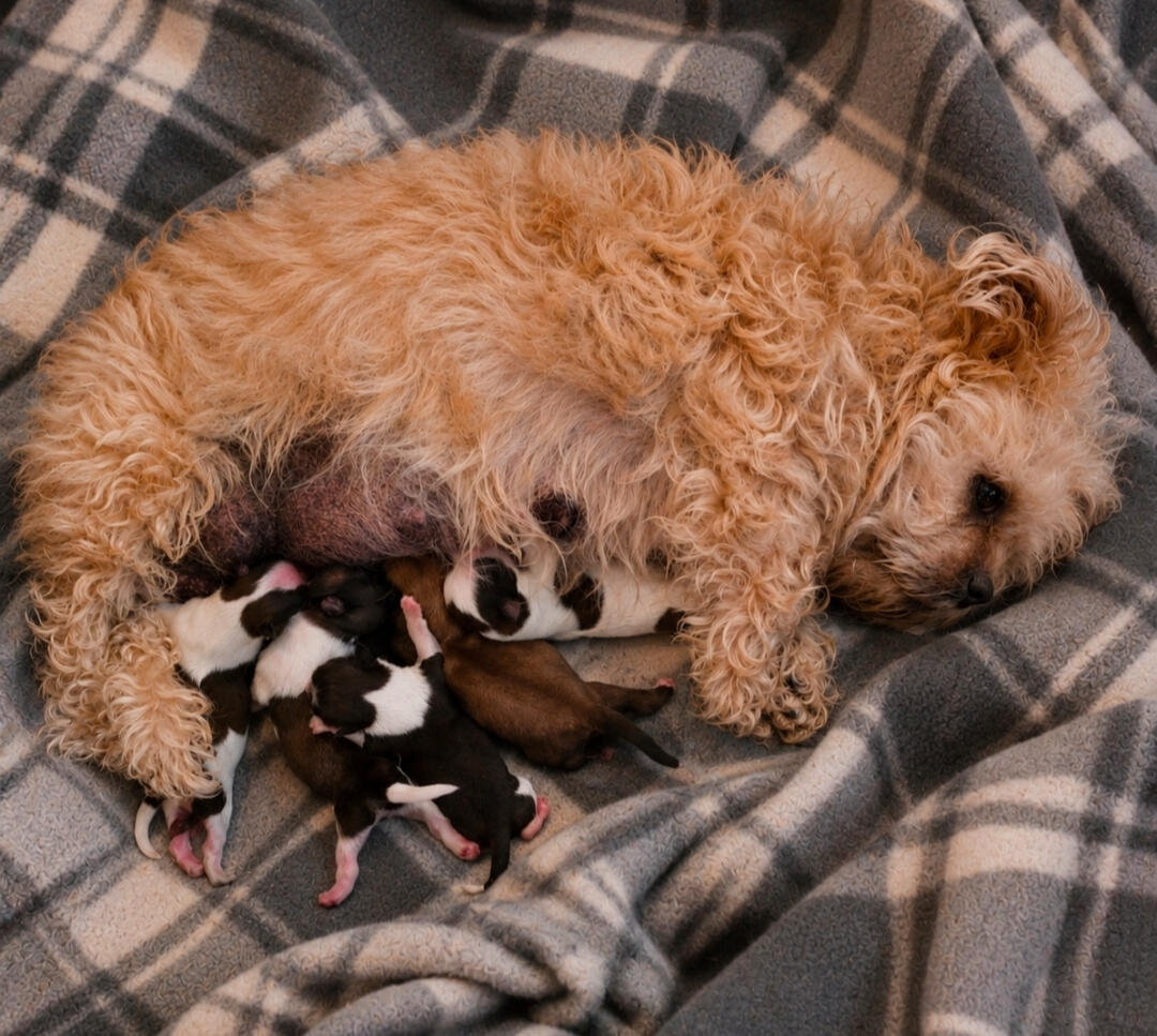 Current Litter All Adopted