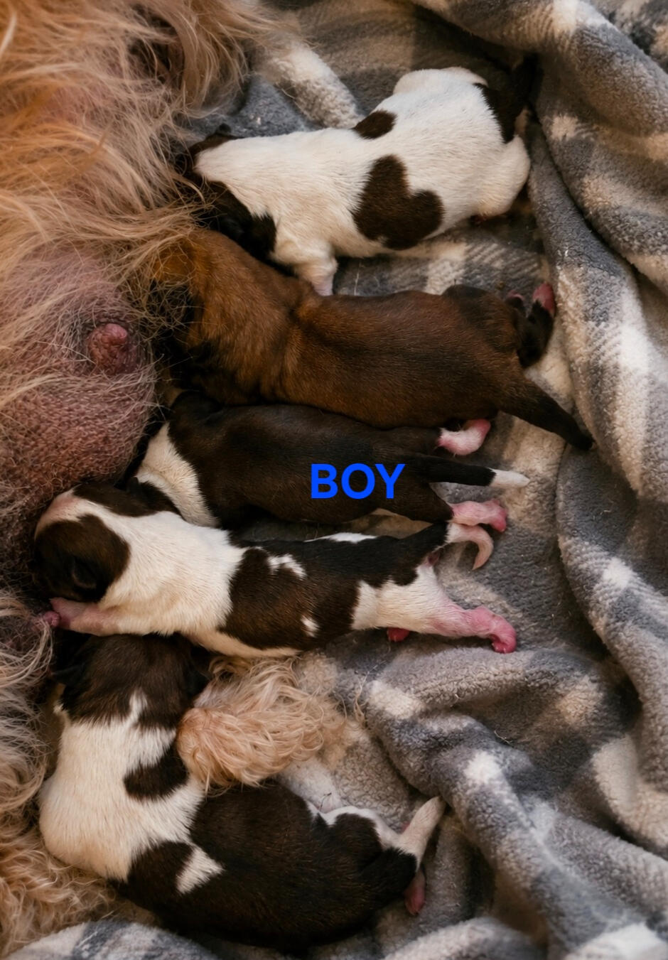 All Adopted